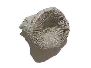Fossil Coral
