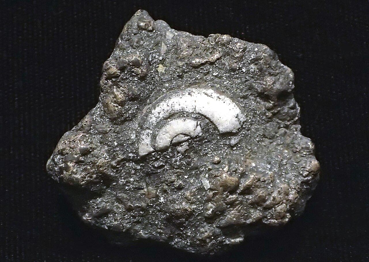 Limestone Fossils