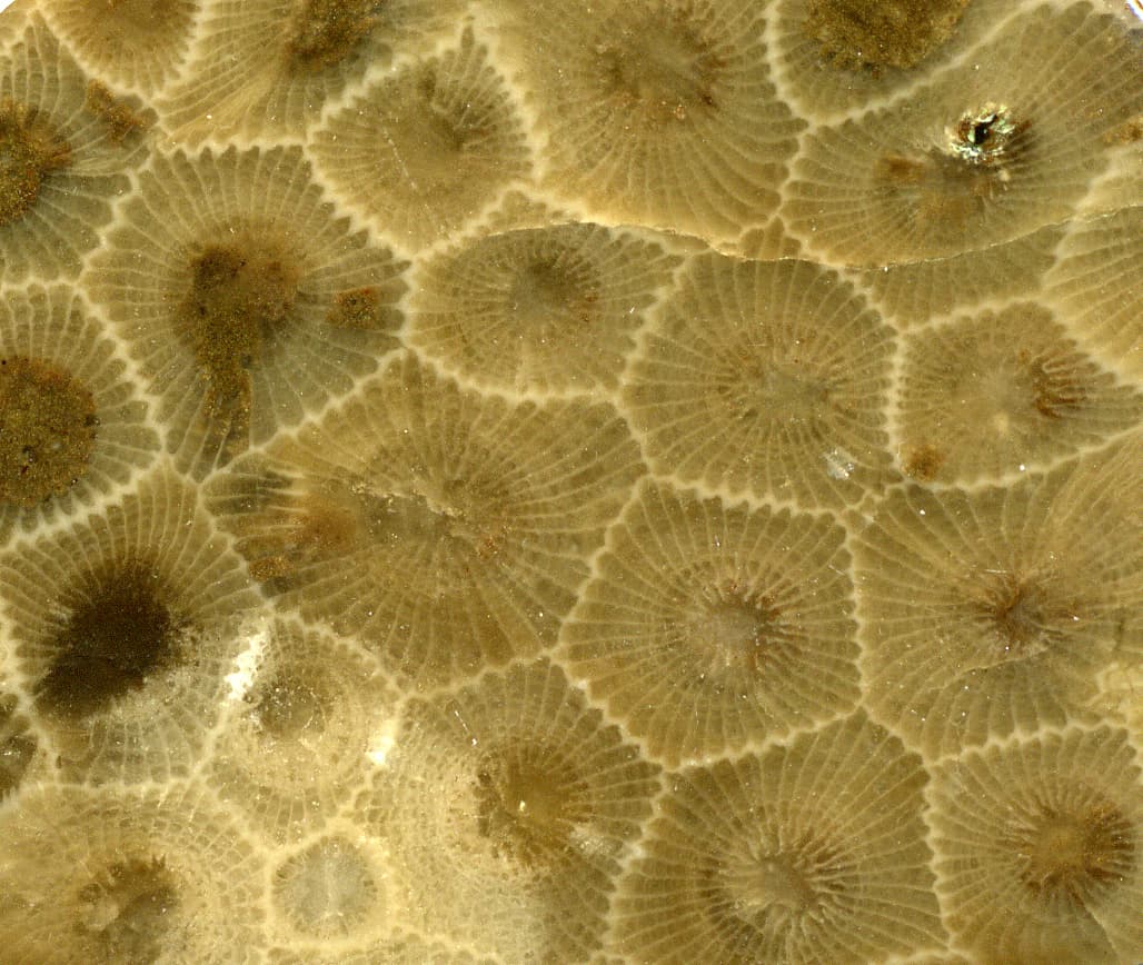 Petoskey Stones